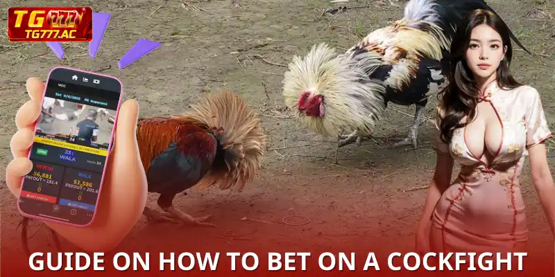 Guide on How to Bet on a Cockfight Round