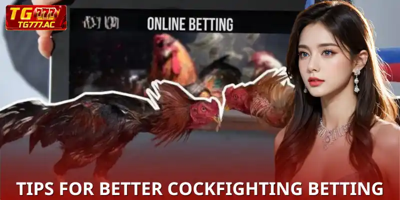 Experience DS88 Cockfight | Watch Hot Online Cockfighting! Tips for better cockfighting betting