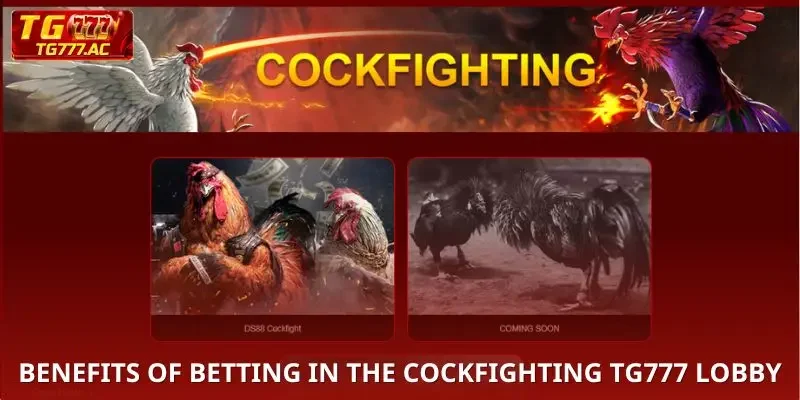 Benefits of betting in Sabong TG777