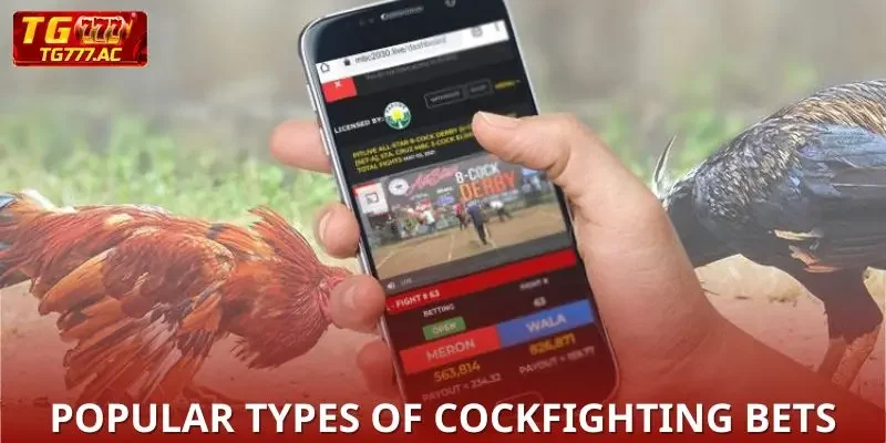 Main and secondary sabong bets