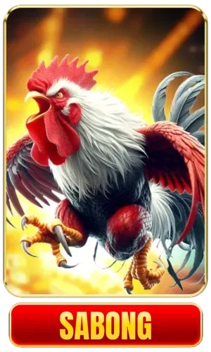sabong