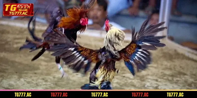 a-summary-of-the-popular-forms-of-cockfighting