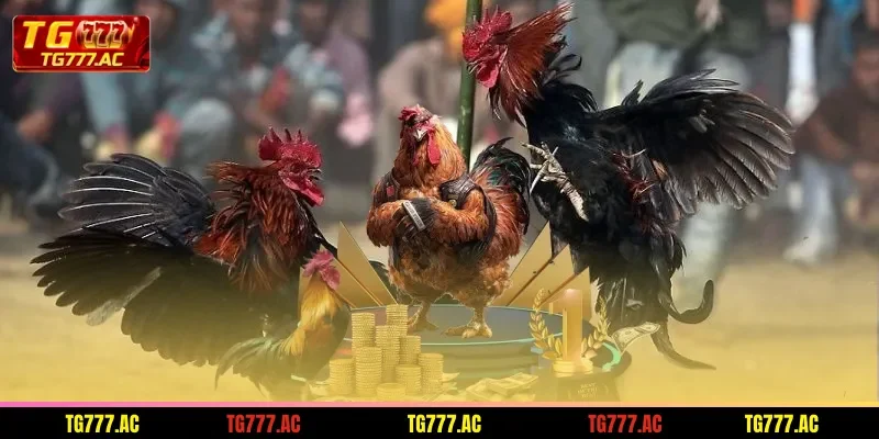 an-overview-of-the-ws168-cockfighting-lobby-for-beginners